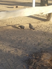 Columba livia