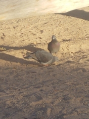 Columba livia