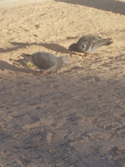 Columba livia