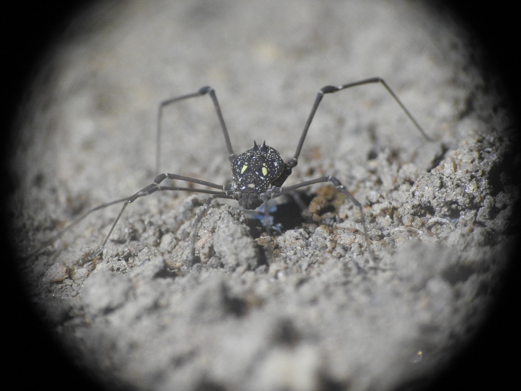 daddy longlegs