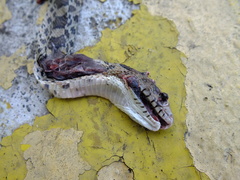 Pituophis deppei deppei