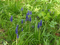 Muscari armeniacum