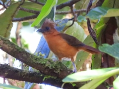 Piping Bellbird photo 1