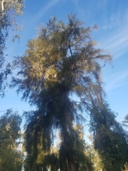Casuarina equisetifolia