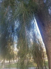Casuarina equisetifolia