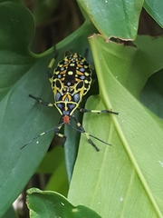 Pachylis laticornis
