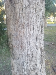 Casuarina equisetifolia