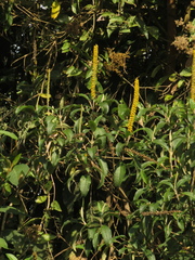 Abatia parviflora