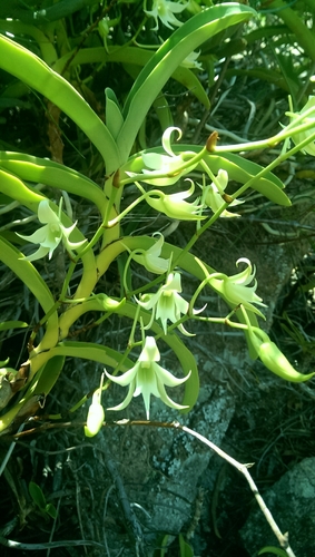 Sobennikoffia humbertiana