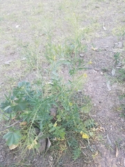 Sisymbrium irio