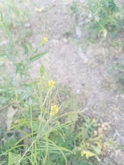 Sisymbrium irio