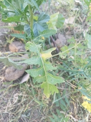 Sisymbrium irio
