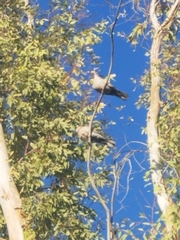 Streptopelia decaocto