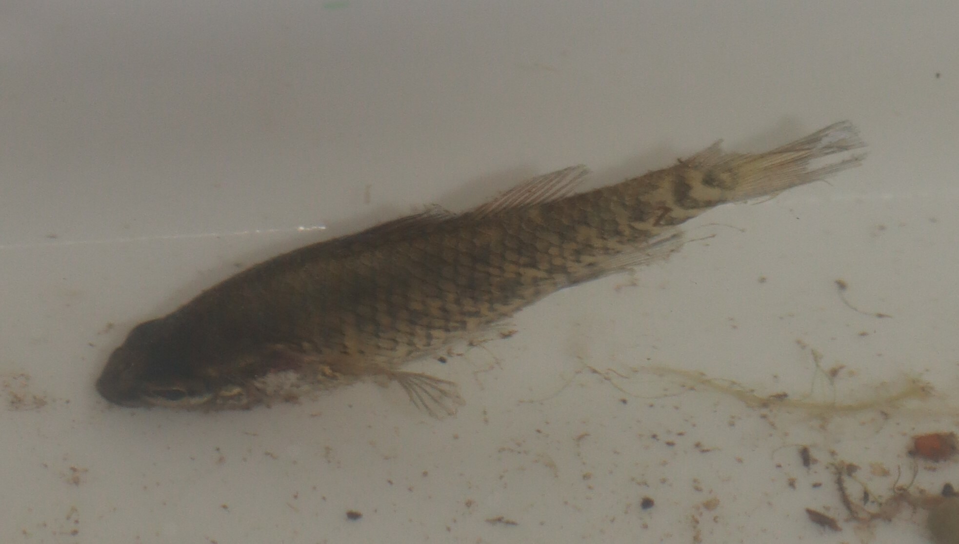 Yarra Pygmy Perch photo 3