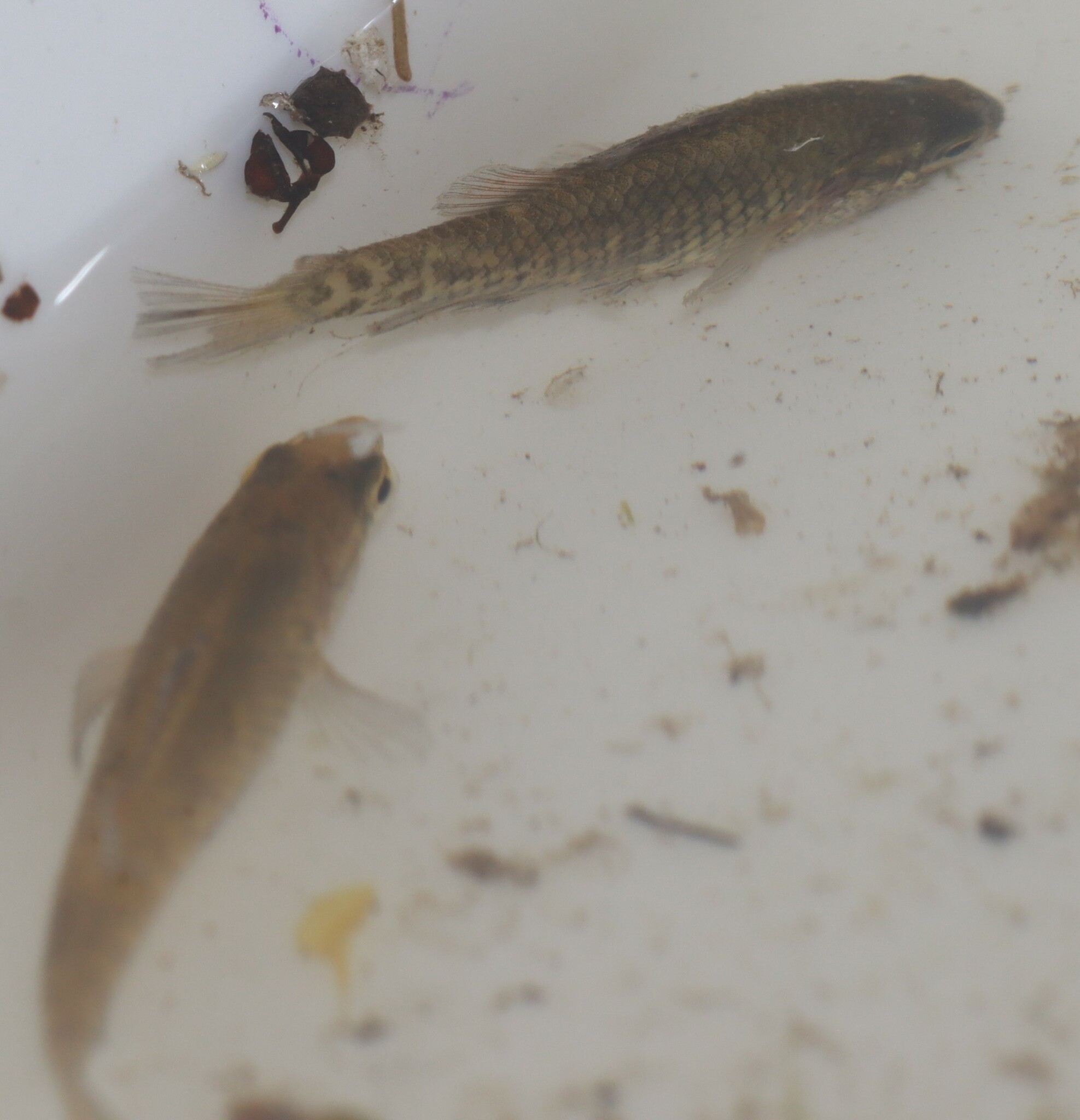 Yarra Pygmy Perch photo 2