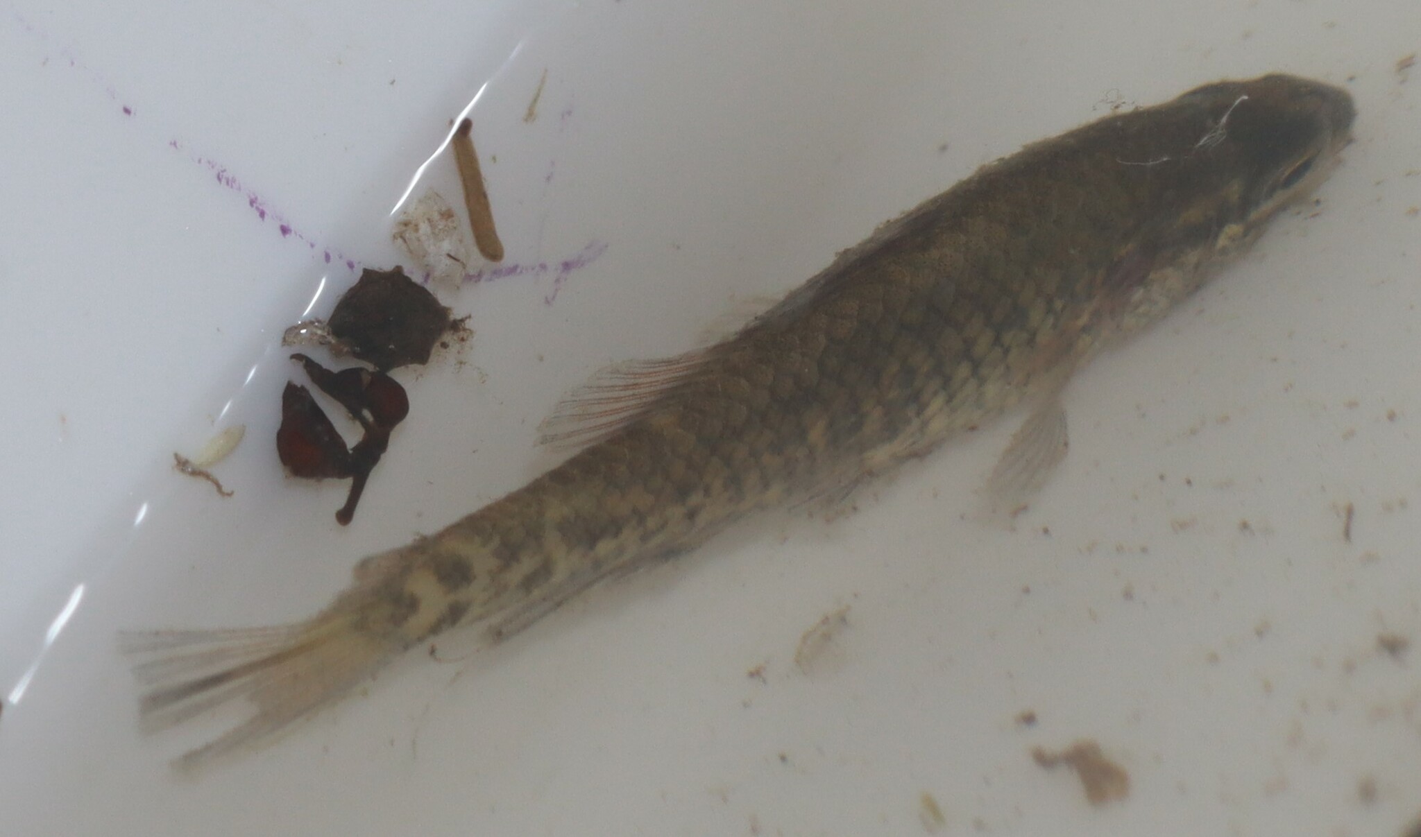 Yarra Pygmy Perch