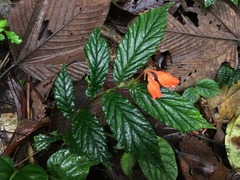 Begonia tetrandra