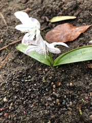 Scilla mischtschenkoana