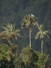 Ceroxylon quindiuense