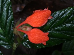 Begonia tetrandra