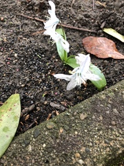 Scilla mischtschenkoana