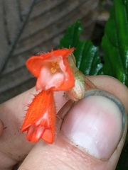 Begonia tetrandra