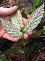 Begonia tetrandra
