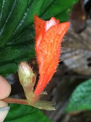 Begonia tetrandra