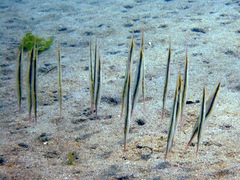 Razorfish photo 4