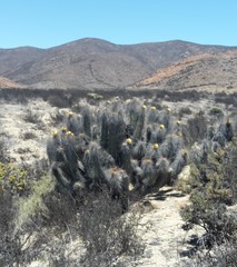 Eulychnia breviflora