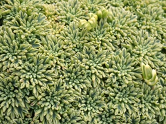 Bolax gummifera