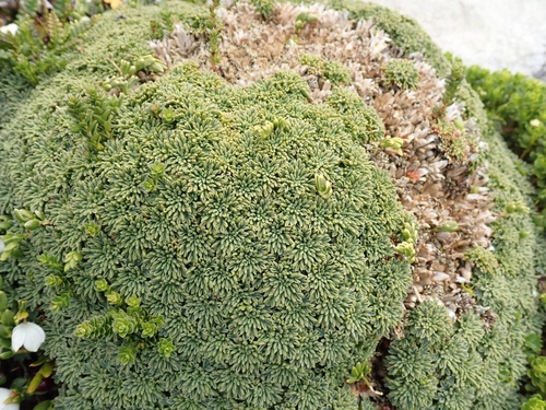 Bolax gummifera (Lam.) Spreng.