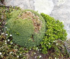 Bolax gummifera