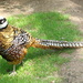 Reeves's Pheasant - Photo (c) rollier, some rights reserved (CC BY-NC), uploaded by rollier