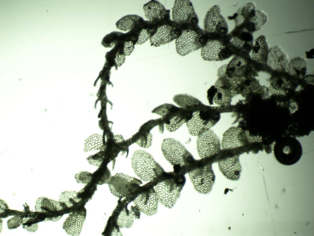 Lejeunea deplanata