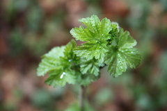 Ribes alpinum