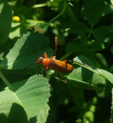 Cantharis melaspoides