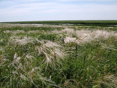 Stipa zalesskyi