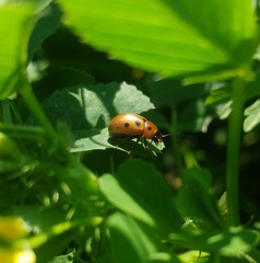 Gonioctena fornicata