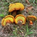 Wood Bolete - Photo (c) mandiequark, some rights reserved (CC BY-NC)