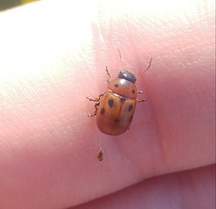 Gonioctena fornicata