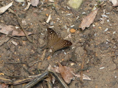 Marpesia egina