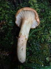 Gloeocantharellus