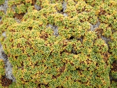 Bolax gummifera