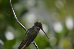 Heliomaster squamosus