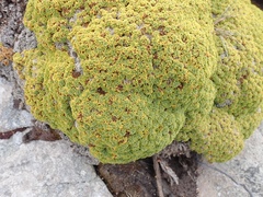 Bolax gummifera