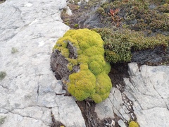 Bolax gummifera