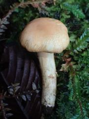 Gloeocantharellus