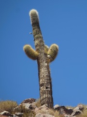 Trichocereus atacamensis
