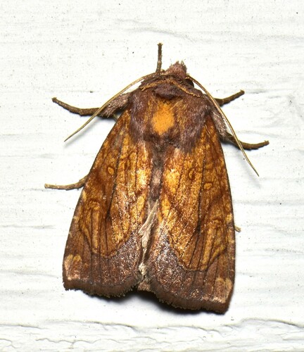 Oligophagous Fern Borer Moths photo 4
